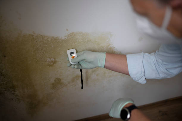 Best Residential Mold Remediation in Millbrook, AL