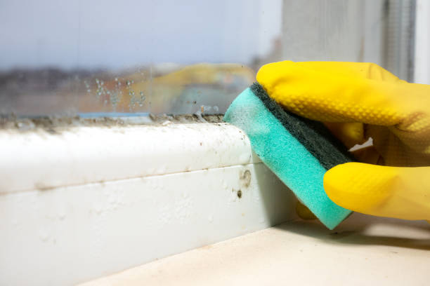 Best Post-Flood Mold Remediation in Millbrook, AL